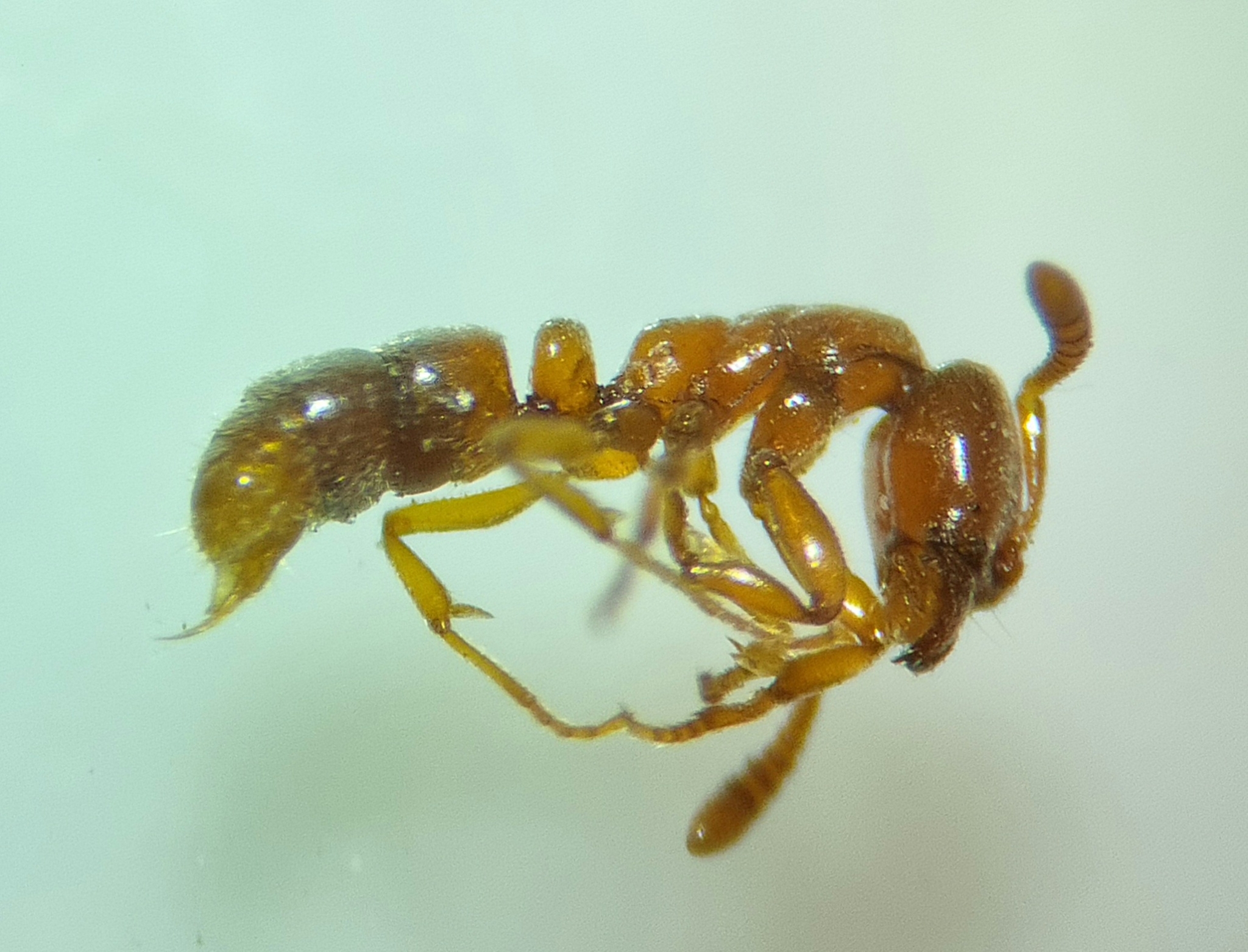 Hypoponera ergatandria