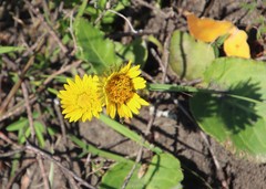 Berkheya speciosa