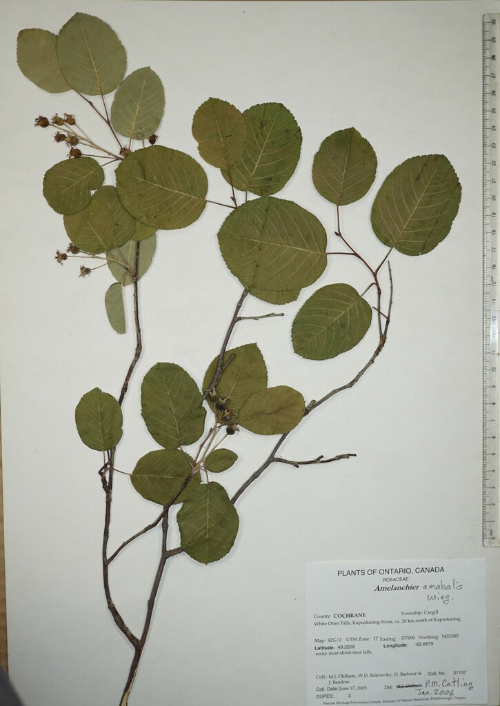 beautiful serviceberry from Canada, Ontario, COCHRANE County, White