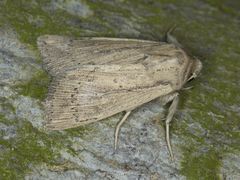 Leucania oaxacana