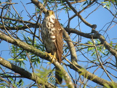Accipiter bicolor
