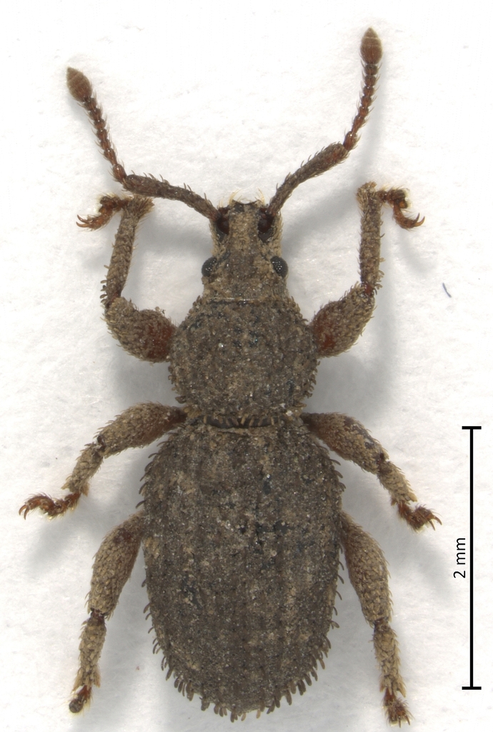Parameira setosa
