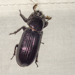 Aulacocyclus