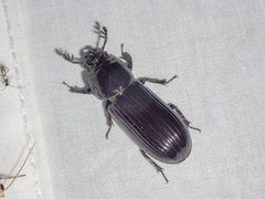 Aulacocyclus