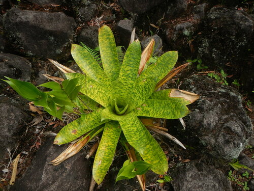 Werauhia kupperiana image