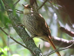 Syndactyla rufosuperciliata
