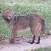 Crab-eating Fox - Photo no rights reserved, uploaded by Diego Carús