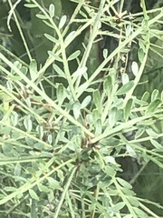 Magnoliopsida
