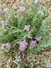 Astragalus lotiflorus
