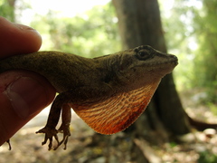 Anolis serranoi