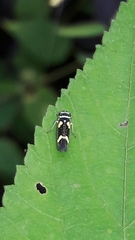 Macugonalia leucomelas