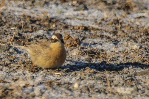 Brown Accentor (Prunella fulvescens), photo 6