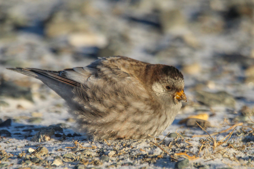 Brandt's Mountain Finch (Leucosticte brandti), photo 9