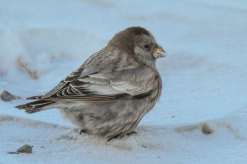 Brandt's Mountain Finch (Leucosticte brandti), photo 6