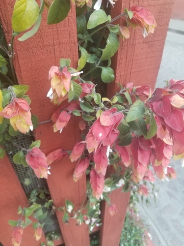 Foto de Camarão-vermelho