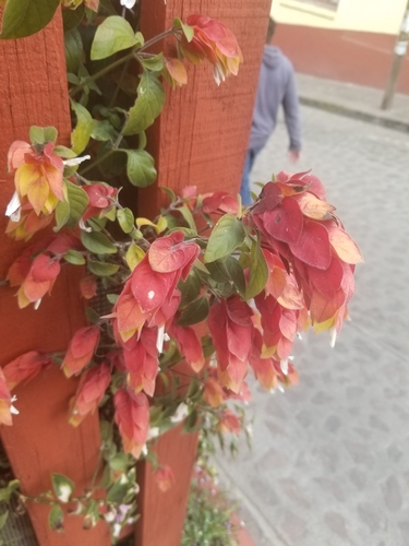 Foto de Camarão-vermelho