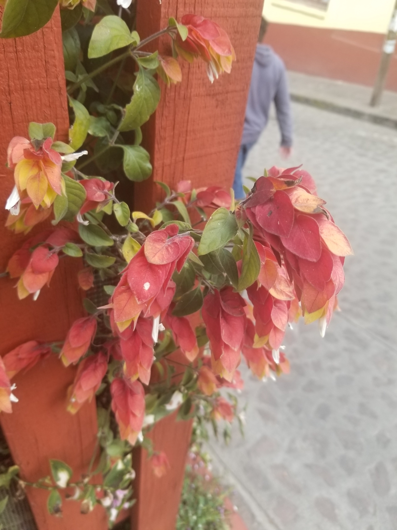 Imagem de Camarão-vermelho