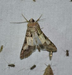 Melipotis agrotoides