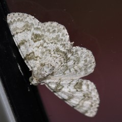 Dyscheralcis crimnodes