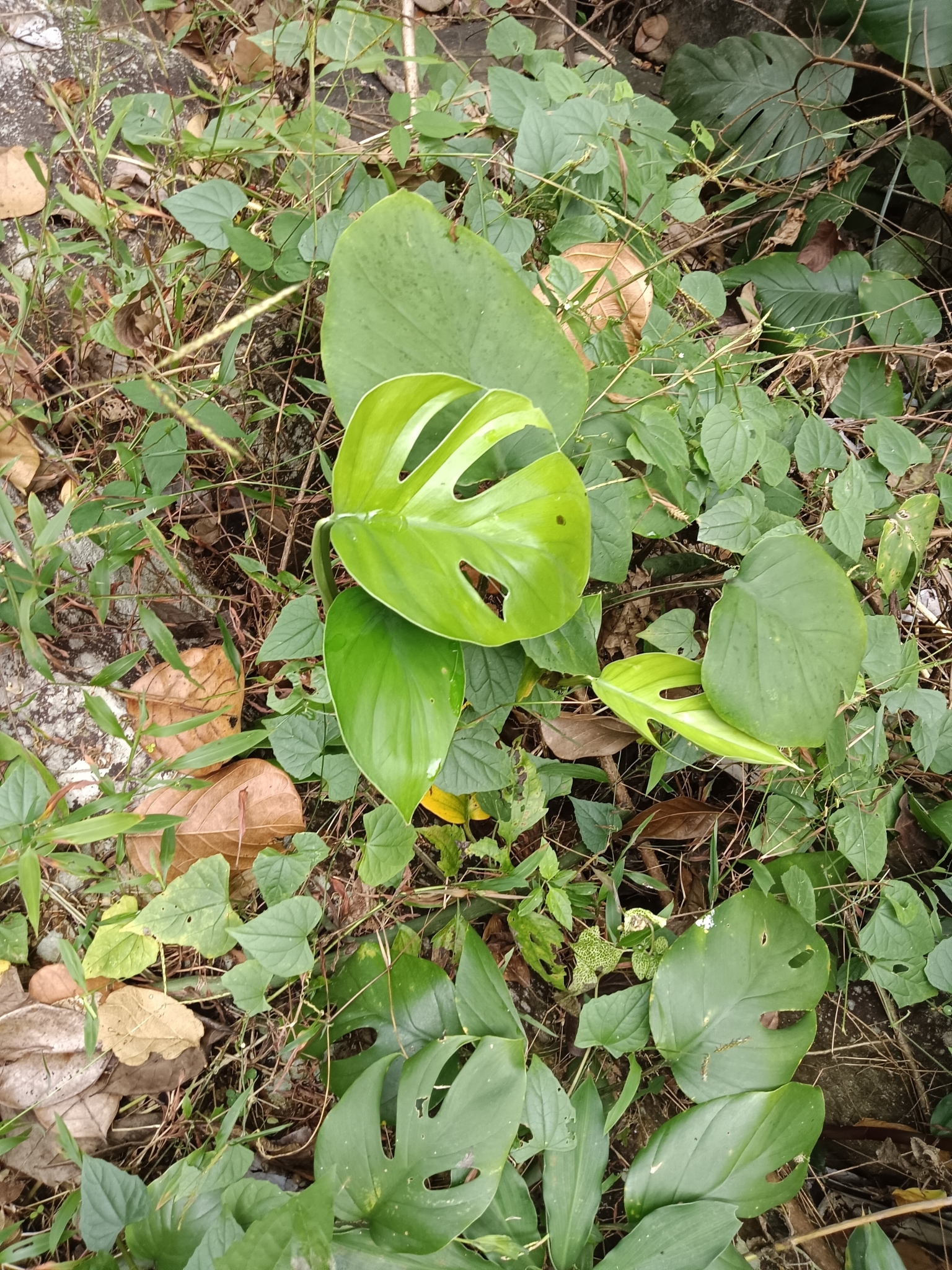 Rhaphidophora Pertusa