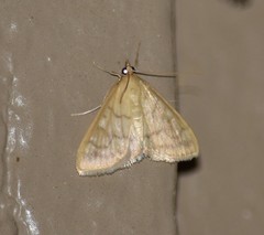 Helvibotys helvialis