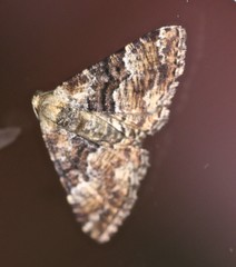 Aporoctena scierodes