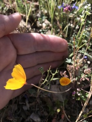 Eschscholzia hypecoides