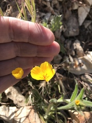 Eschscholzia hypecoides