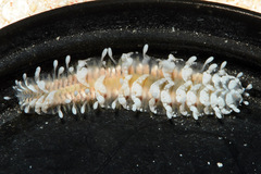 Gastrolepidia clavigera image