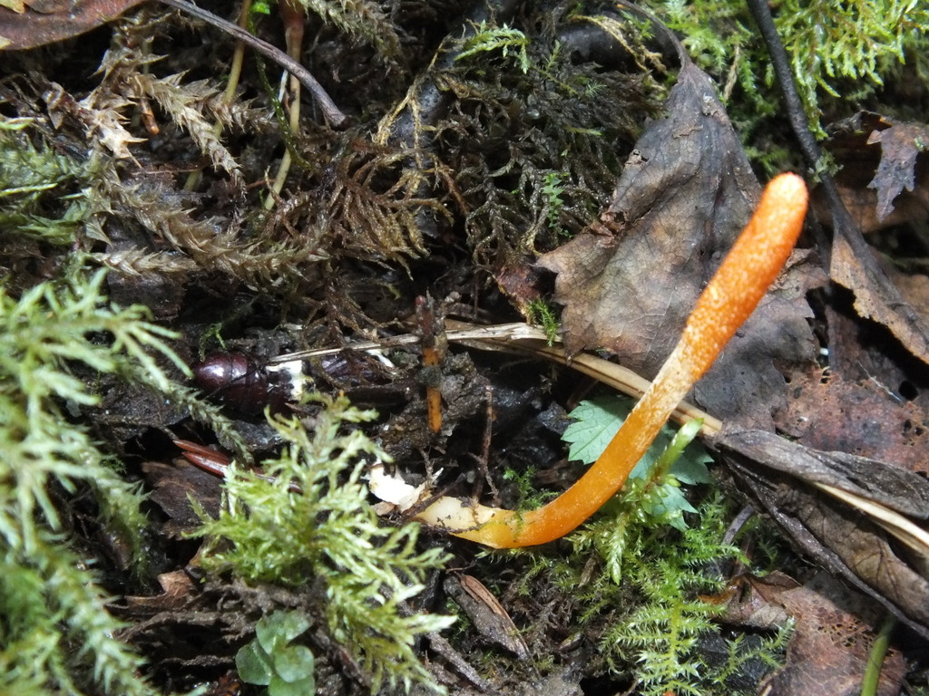 Scarlet Caterpillar Club from Нагорский рн, Кировская обл., Россия on