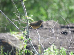 Cyanoloxia glaucocaerulea