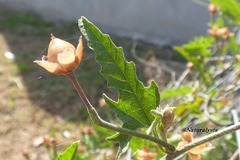 Convolvulus hermanniae