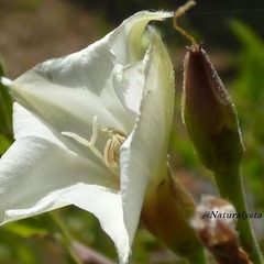 Convolvulus hermanniae