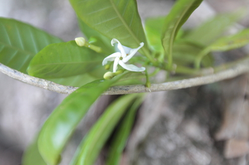 Image of Tabernaemontana citrifolia by (c) Brian Oakes Haiti Hunter, some rights reserved (CC BY)