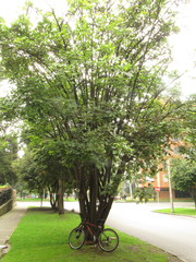 Erythrina rubrinervia