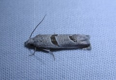 Pelochrista mirosignata