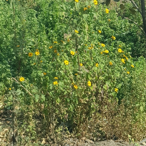 Mexican sunflower