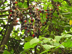 Erythrina rubrinervia