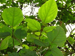 Erythrina rubrinervia
