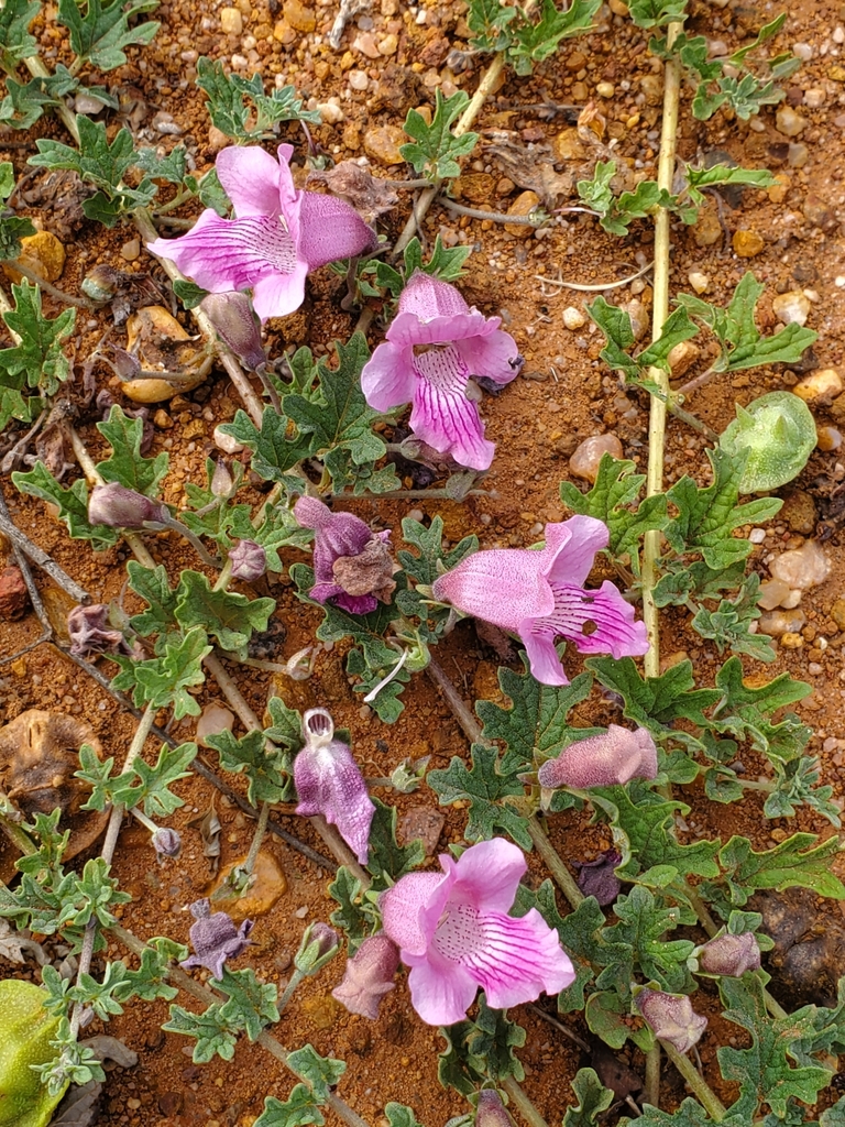 Savanna Devilthorn