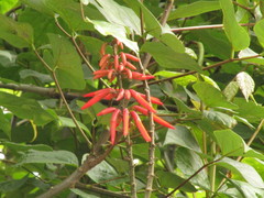 Erythrina rubrinervia