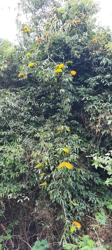 Foto de Sangra-d'água
