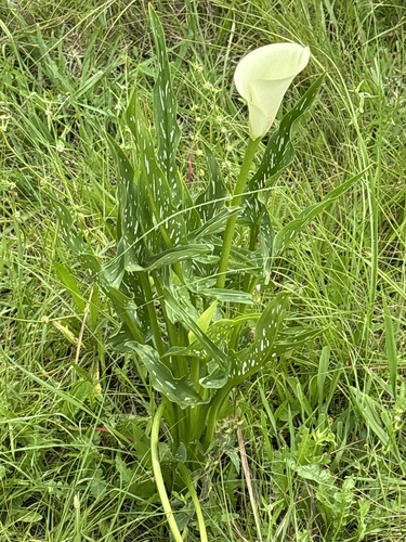 Foto de Calla