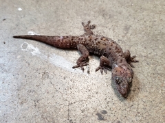 Hemidactylus turcicus