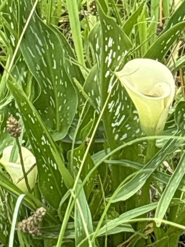 Foto de Calla