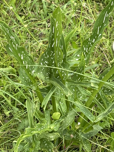 Foto de Calla
