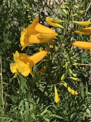 Tecoma stans angustata