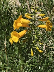 Tecoma stans angustata