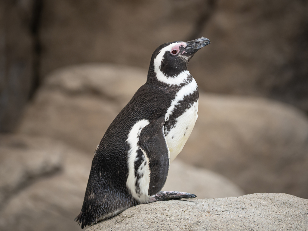 Pingüino de Magallanes
