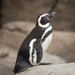 Magellanic Penguin - Photo (c) David Marvin, some rights reserved (CC BY-NC-ND)